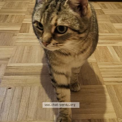 Photo 1/1 Chanel Chat lost in Georfans