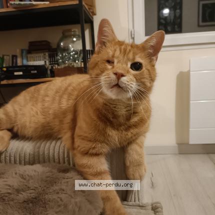 Photo 1/1 Found cat Found in Le havre