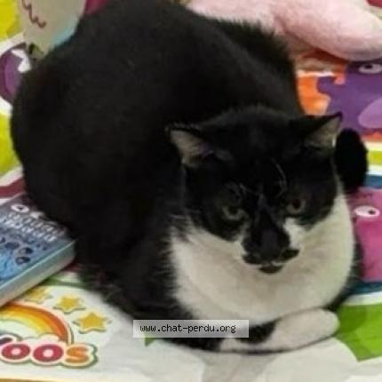 Photo 1/1 Mimine Chat lost in Toulouse