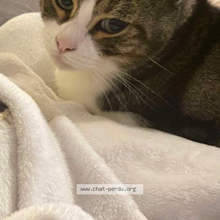 Photo 1/1 Marley Chat lost in Troyes