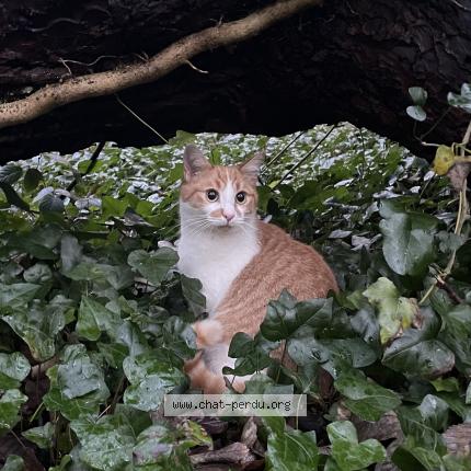 Photo 1/1 Max Chat lost in Saint quay perros