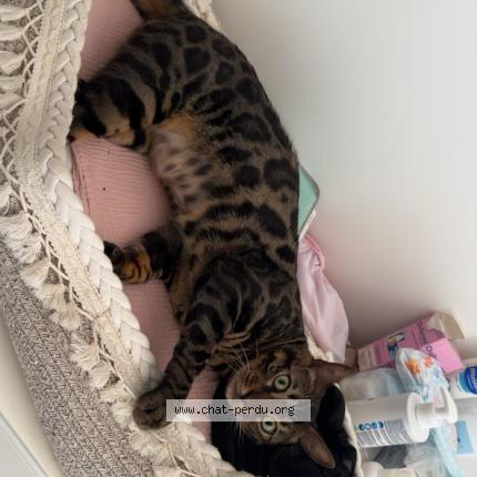 Photo 1/1 Chico Chat lost in Rillieux la pape