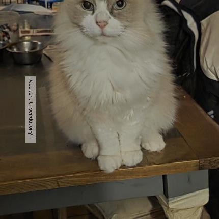 Photo 1/1 Owen Chat lost in Senlis