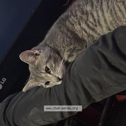 Photo 1/1 Tachette Chat lost in Heer