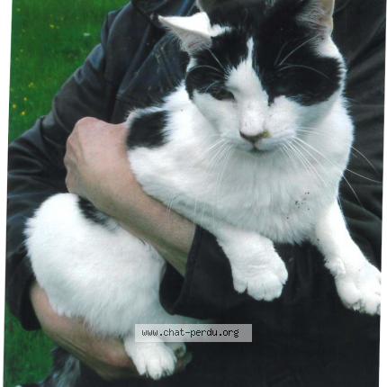 Photo 1/1 LOUIS Chat lost in Gouex