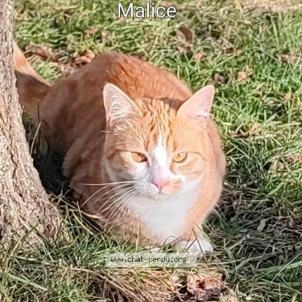 Photo 1/1 Malice Chat lost in Sisteron