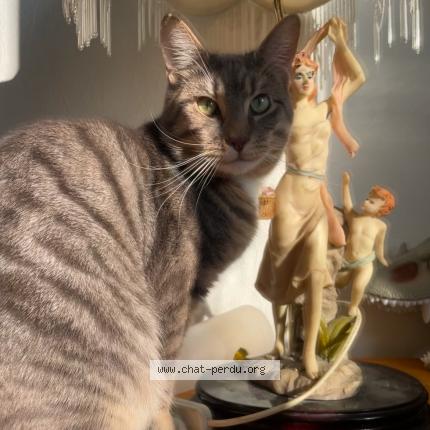 Photo 1/1 Azyr Chat lost in Lure