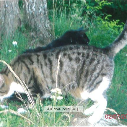 Photo 1/1 RAPETOUNE Chat lost in Gouex