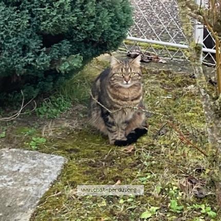 Photo 1/2 Found cat Found in Tinqueux