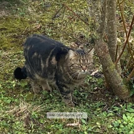Photo 2/2 Found cat Found in Tinqueux