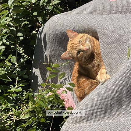 Foto van vermiste kat in Watermal Boisfort