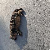 Picture of cat found at Bressoux