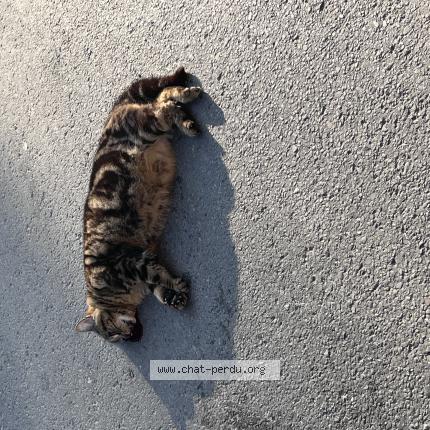 Photo 1/1 Found cat Found in Bressoux