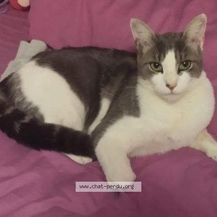 Photo 1/1 Sushi Chat lost in Val au perche
