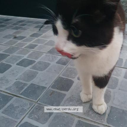 Photo 1/1 Found cat Found in Theix noyalo