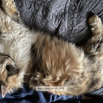 Photo 1/1 Moustache Chat lost in Ecully