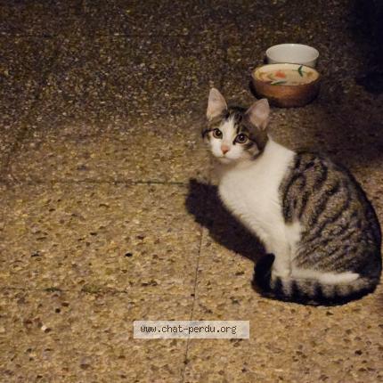 Photo 1/1 Found cat Found in Voisins le bretonneux