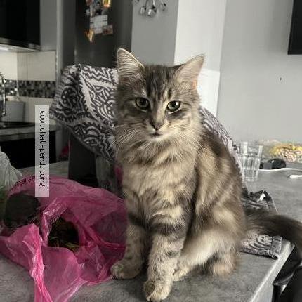 Photo 1/3 Nikita Chat lost in Nanterre