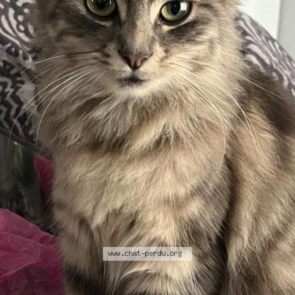 Photo 2/3 Nikita Chat lost in Nanterre