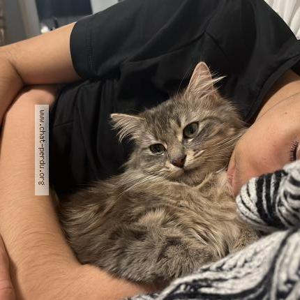 Photo 3/3 Nikita Chat lost in Nanterre