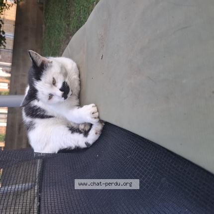 Photo 1/1 Kiki Chat lost in Noyers pont maugis