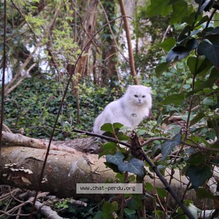 Photo 1/1 Found cat Found in Meaux