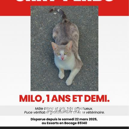Photo 1/1 Milo Chat lost in Les essarts en bocage