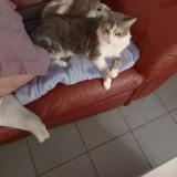 Picture of cat lost at Nimes