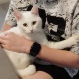 Picture of cat lost at Forges Les Eaux