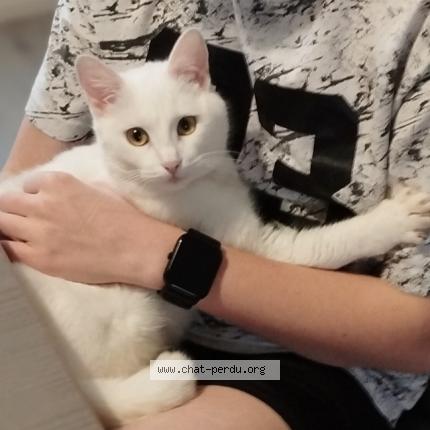 Photo 1/1 Uta Chat lost in Forges les eaux