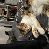 Picture of cat lost at Roannes Saint Mary