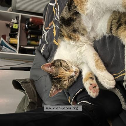 Photo 1/1 Razmette Chat lost in Roannes saint mary