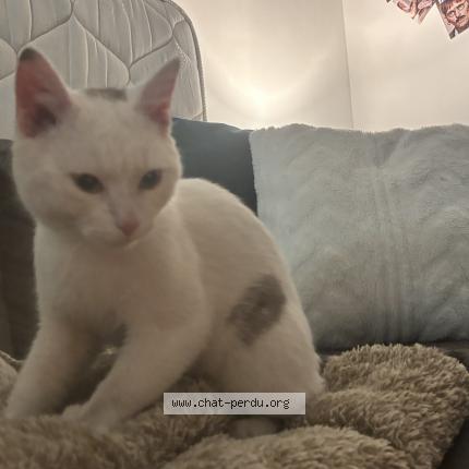 Photo 1/1 Found cat Found in Roubaix