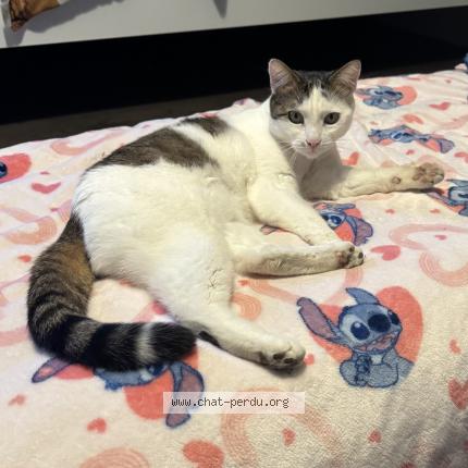 Photo 1/1 Gaspard Chat lost in Paturages