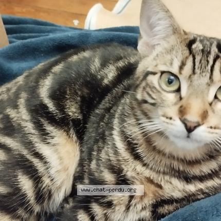 Photo 1/1 mina Chat lost in Nanterre