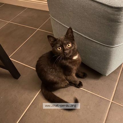 Photo 1/1 Leon Chat lost in Villejesus aigre 16140