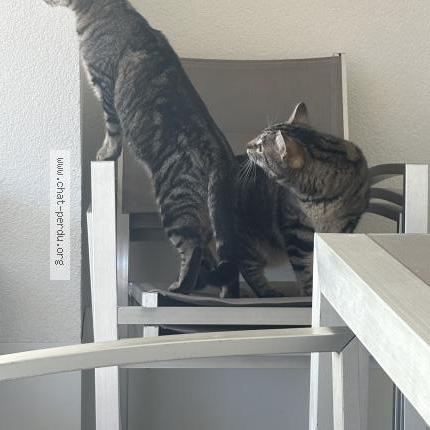 Photo 1/1 Milka Chat lost in Frangy