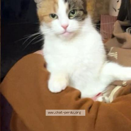 Photo 1/1 Lola Chat lost in Liege amercoeur