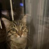 Picture of cat found at Bretigny Sur Orge