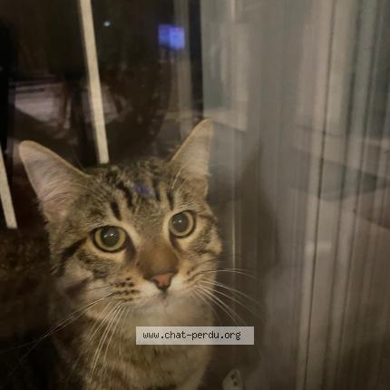 Photo 1/1 Found cat Found in Bretigny sur orge