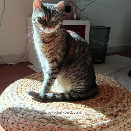 Photo 1/1 Misha Chat lost in Cavaillon