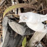 Picture of cat lost at Gueret