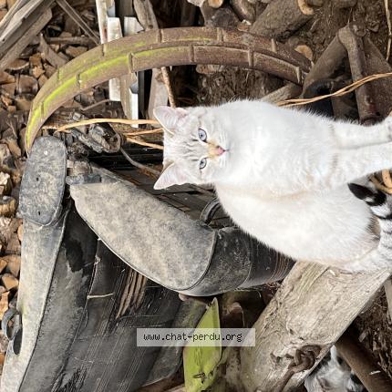 Photo 1/1 Hermine Chat lost in Gueret
