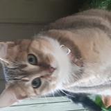 Picture of cat lost at Montaut