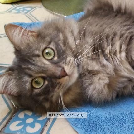 Photo 1/1 Found cat Found in Avignon