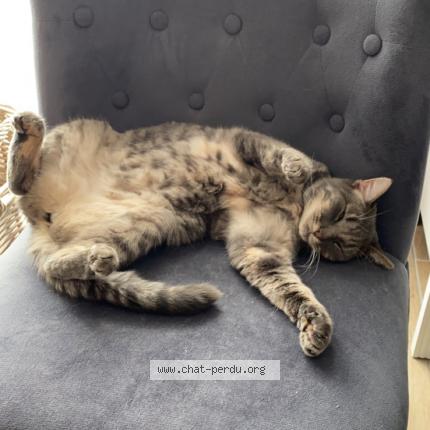 Photo 1/1 Bebe Chat lost in Estrun