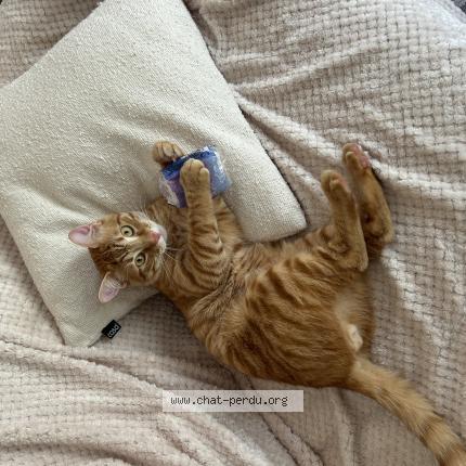 Photo 1/1 Berlioz Chat lost in Maisons laffitte