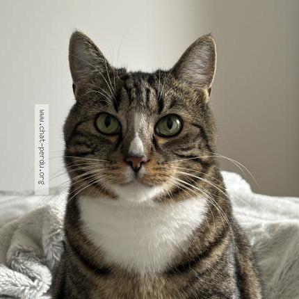 Photo 1/1 Rio Chat lost in Collonges sous saleve