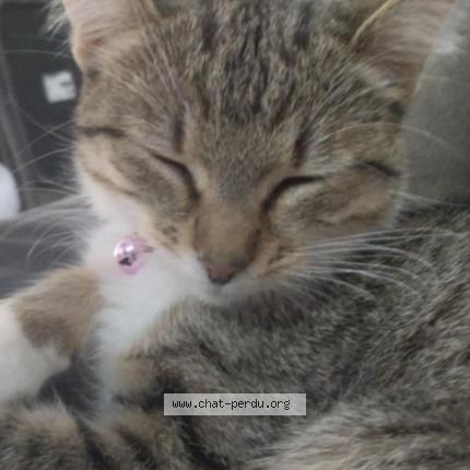 Photo 1/1 Nala Chat lost in Namur