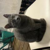 Picture of cat lost at Nalliers